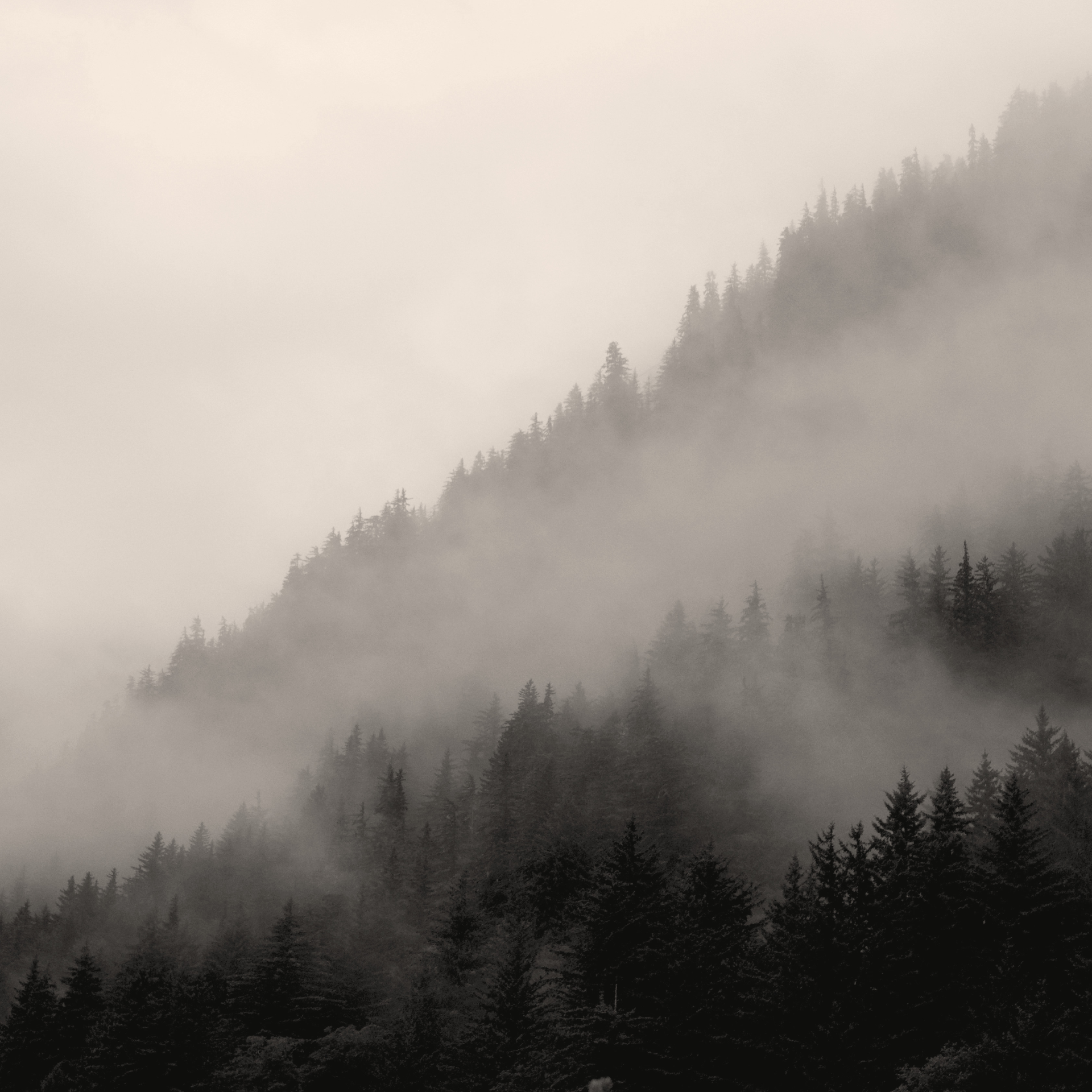foggy mountain forest (1920 x 1920 px)